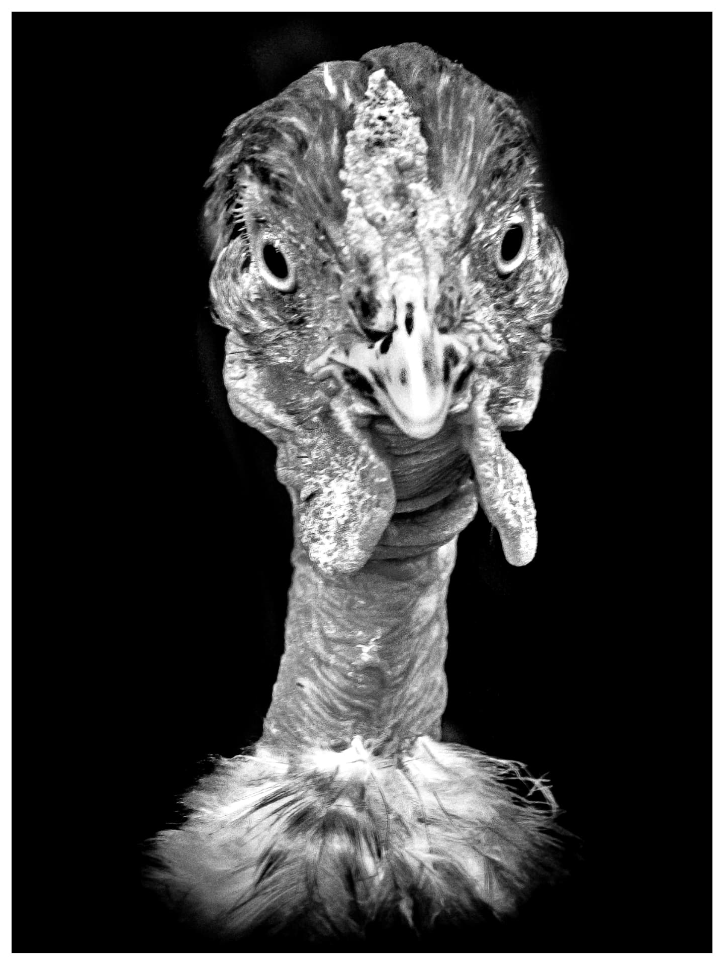 Big Chicken is watching you — 1